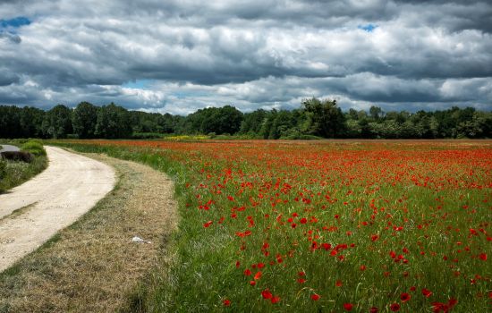 coquelicots